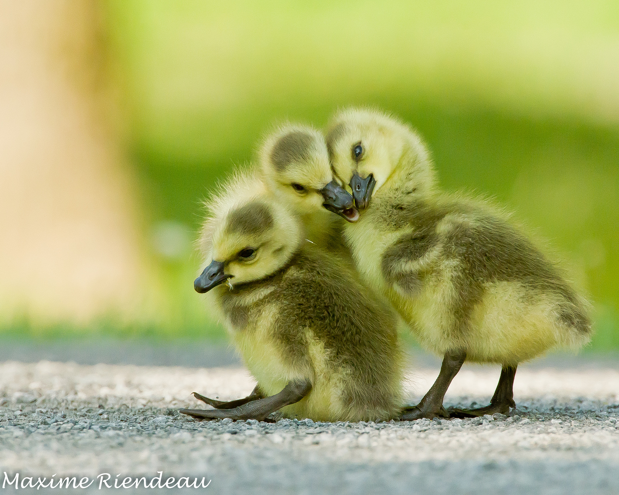 Family Hugs