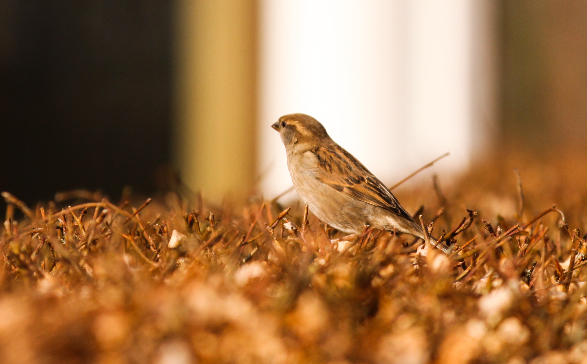 Common House Sparrow