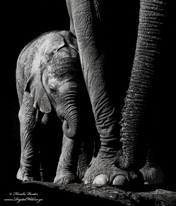 Little Elephant Photograph