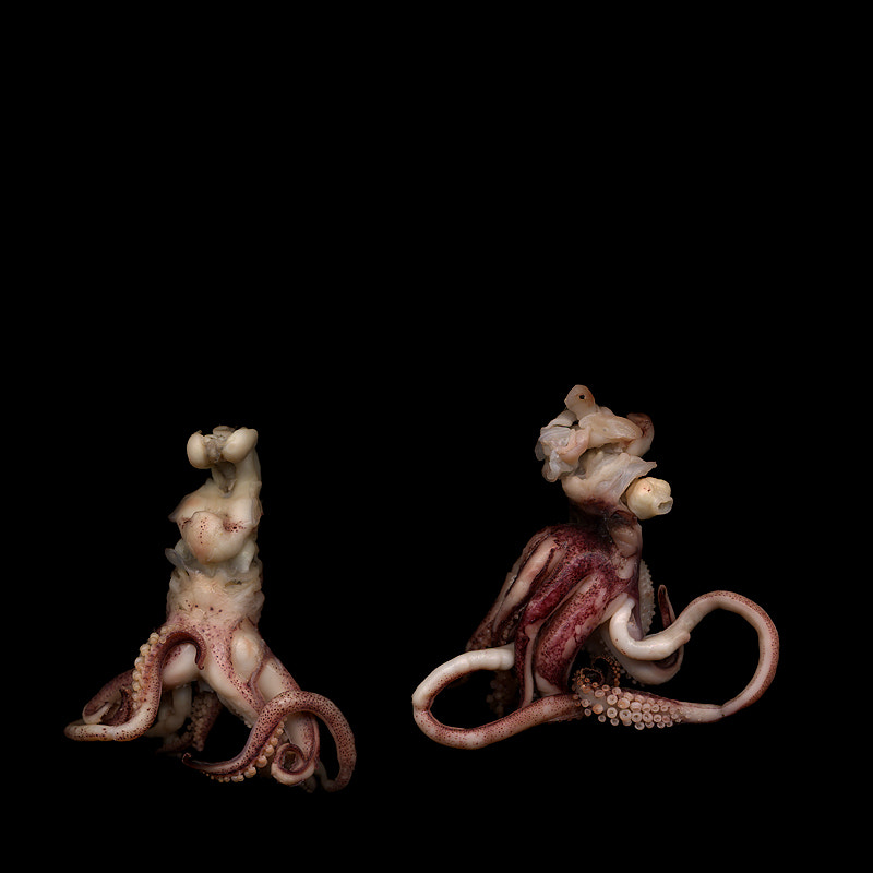YOGA FOR BEGINNERS...: And the Friday fun continues? You either love them or hate them... I know! During a shoot in the studio, I suddenly started seeing those small octopus or poulpes as small figures that I could make do different things. Here just warming up? They were mostly dancing. I had a lot of fun, I am grateful for the creativity that I was born with and the fact that somewhere in my heart, there s still the child... Thanx for all your kind words, time, comments, faves. Very much appreciated. M, (*_*) For more of my other work visit here: www.indigo2photography.co.uk Please RESPECT this:IT IS STRICTLY FORBIDDEN (BY LAW!!!) TO USE ANY OF MY image or TEXT on websites, blogs or any other media without my explicit permission. © All rights reserved
