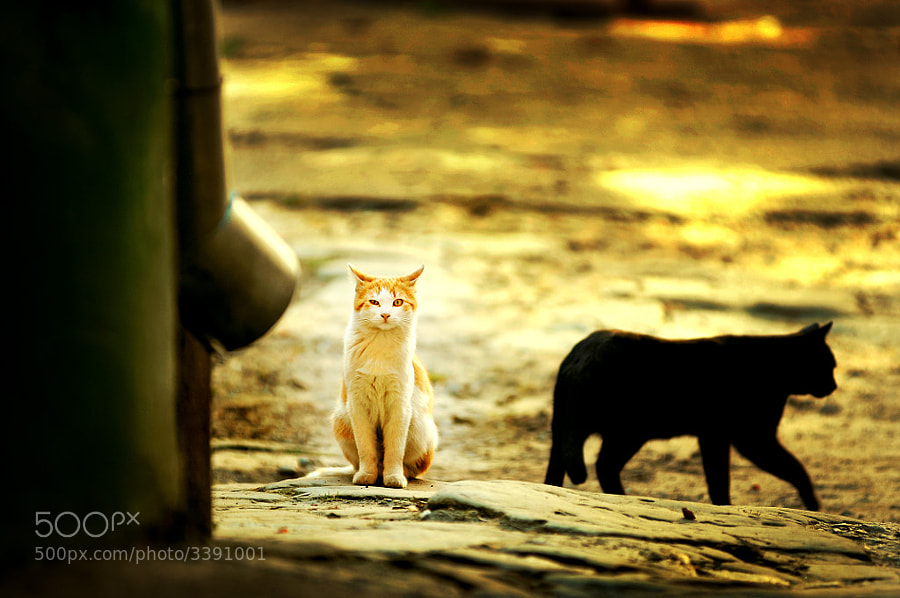Wink by Vitaliy Galak