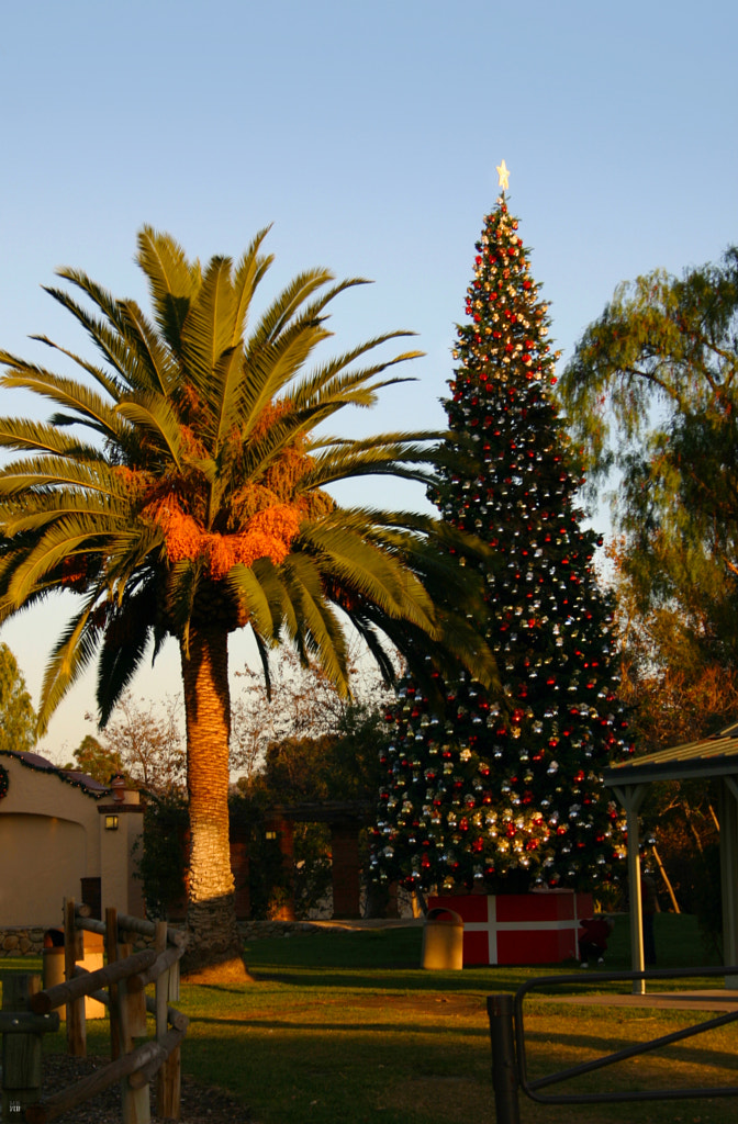 Californian Christmas by M Bybee on 500px.com