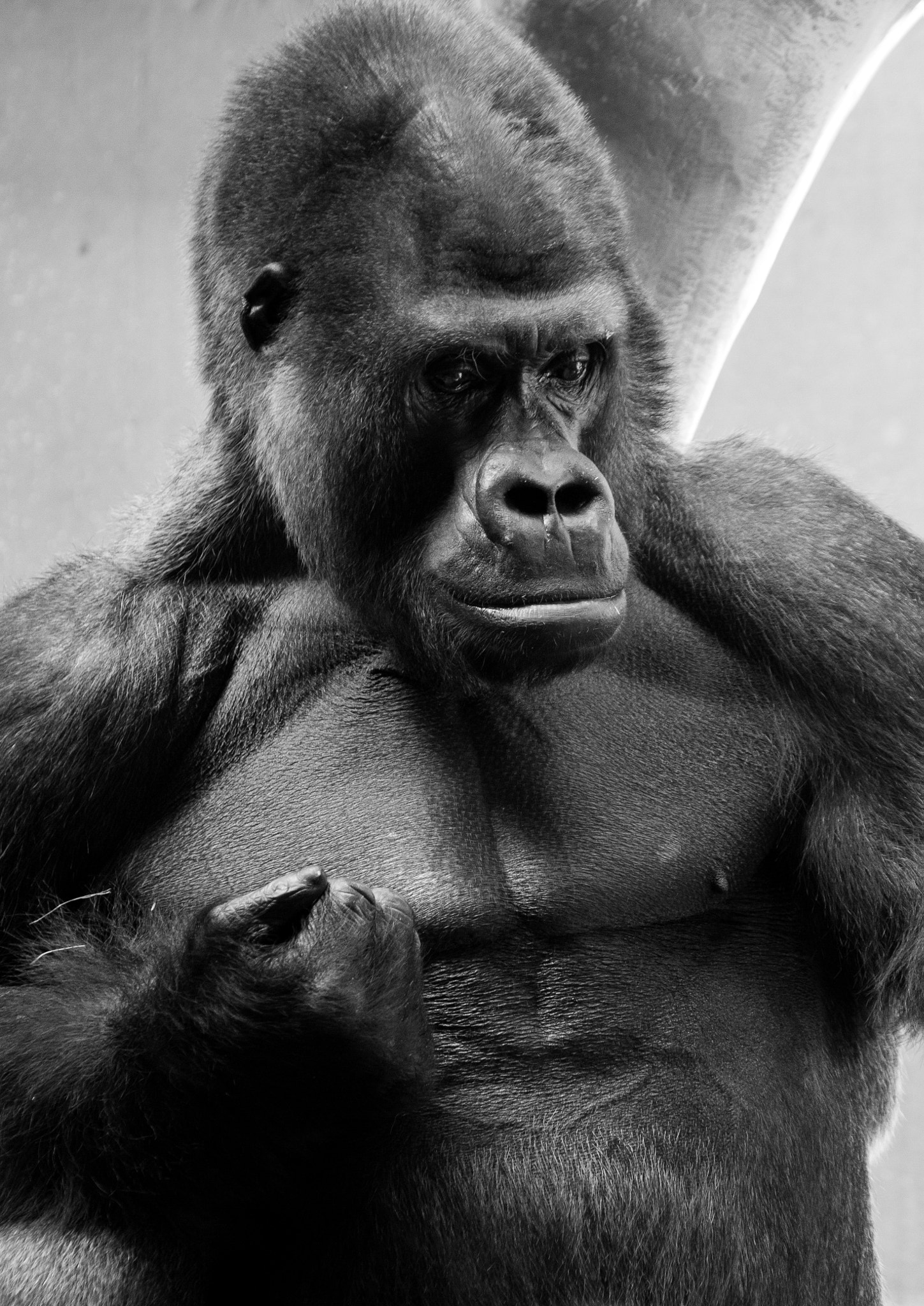 Silverback Gorilla showing muscles by JohnRuby Photo 34040204 / 500px
