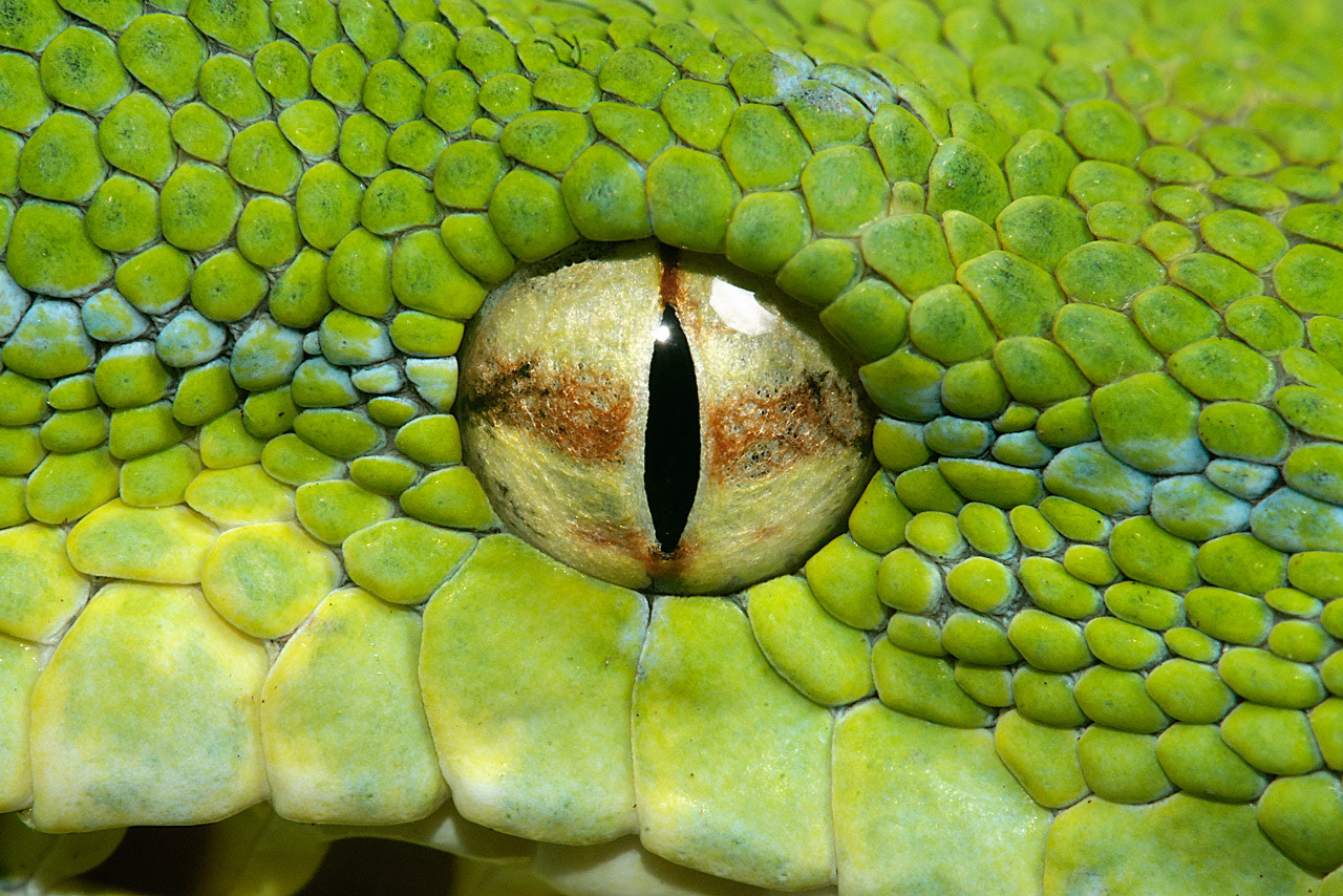 Snake Eye by Henrik Vind / 500px