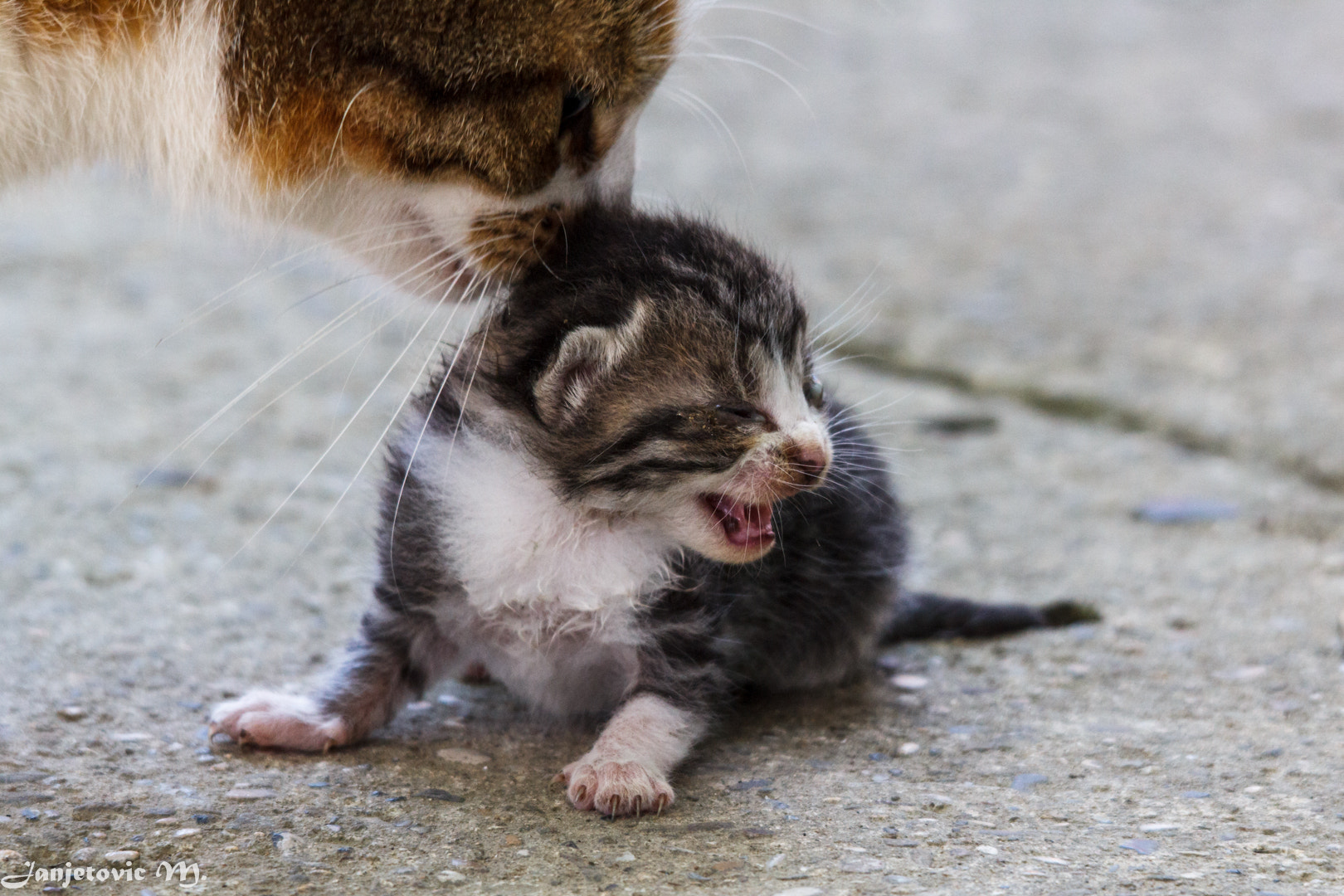 Hauskatze (Felis silvestris catus)