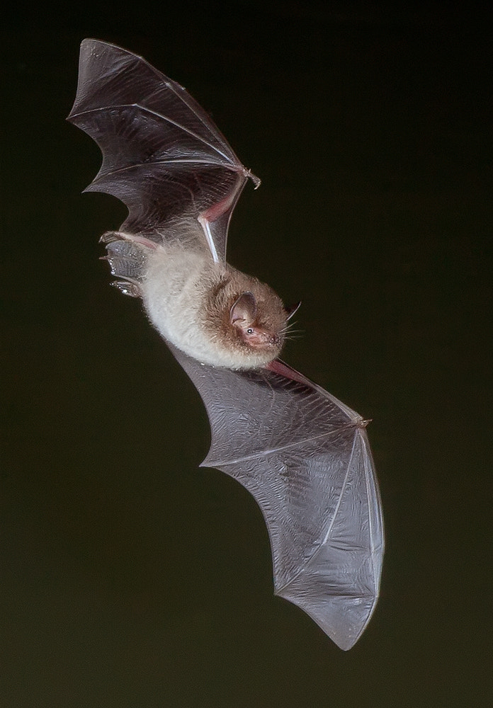 Daubenton's Bat By Dale Sutton   500px