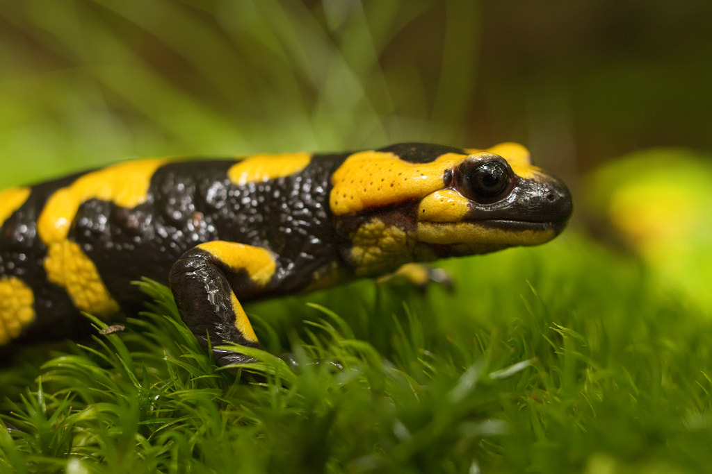 Black and Yellow by Lorenzo Angelini on 500px.com