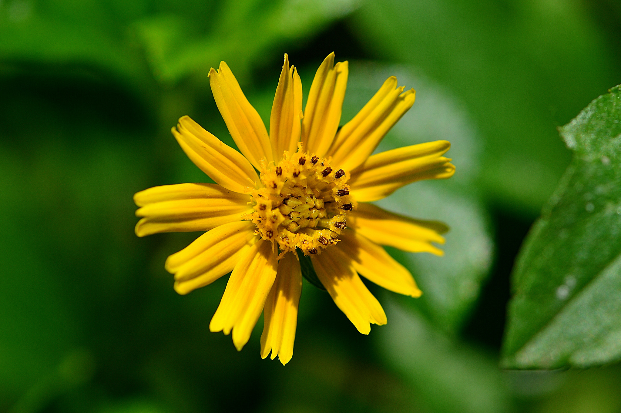 Butter Daisy by Ravi S R Photo 34494414 / 500px