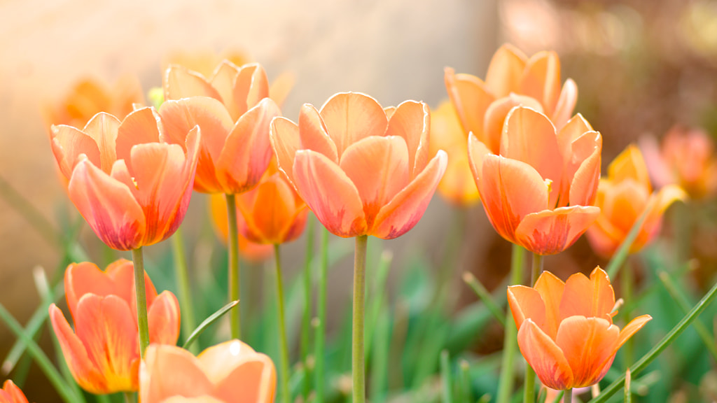Tulips by Neil Crowley on 500px.com