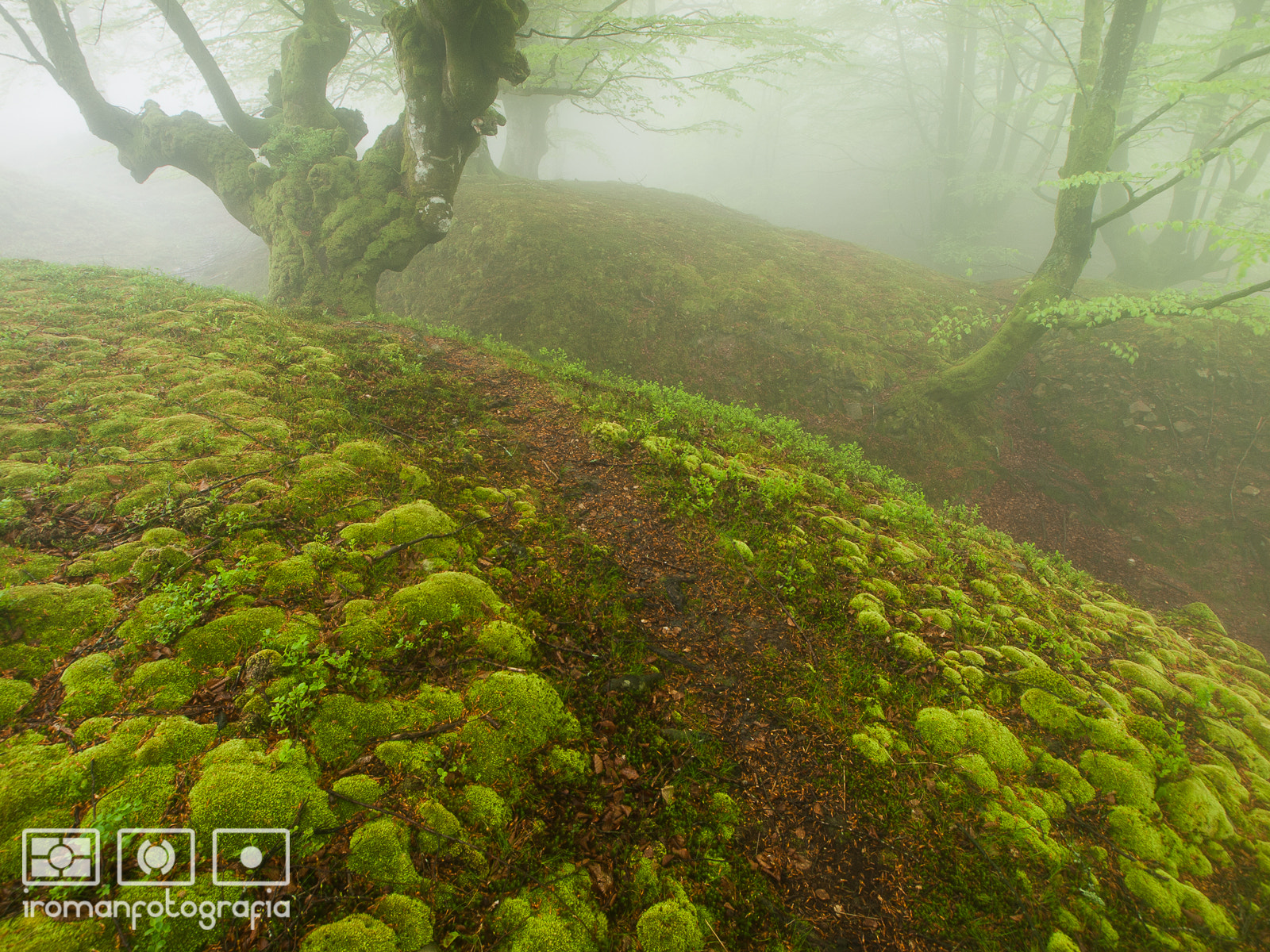Way through the fog