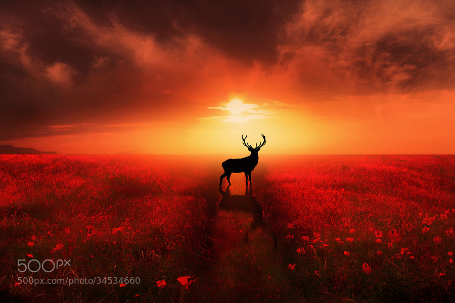 Photograph Poppy Field Dreams by Jenny Woodward on 500px