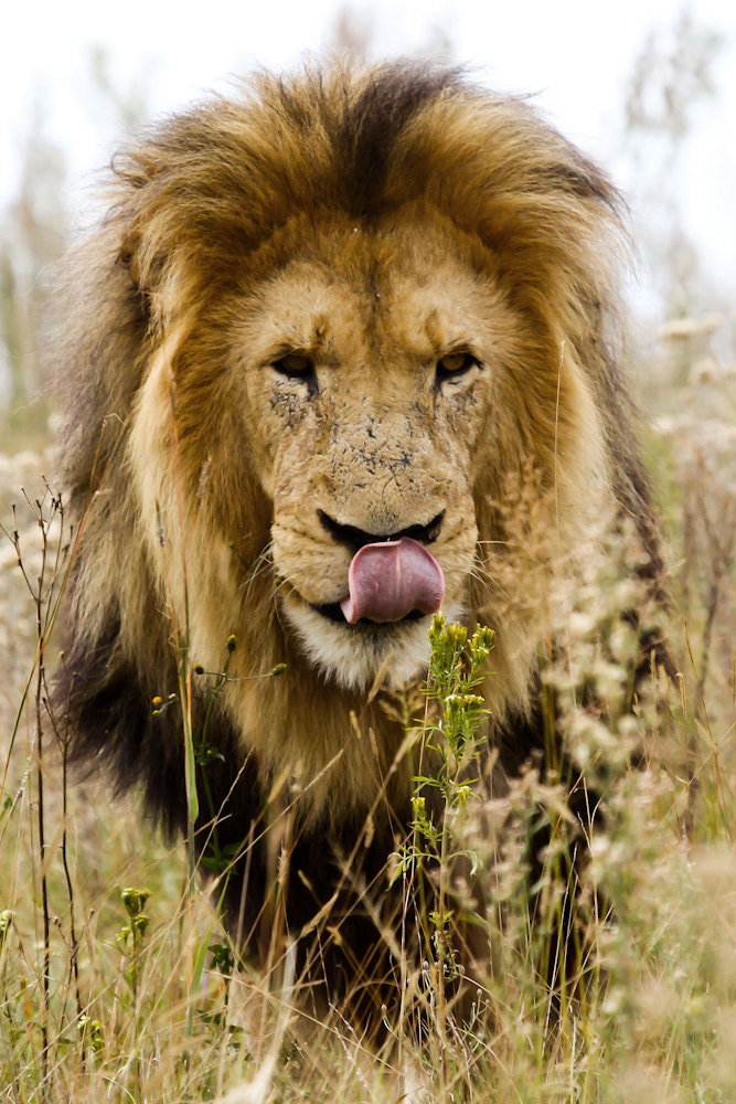 Hungry Lion by Stefan Sonnenberg / 500px