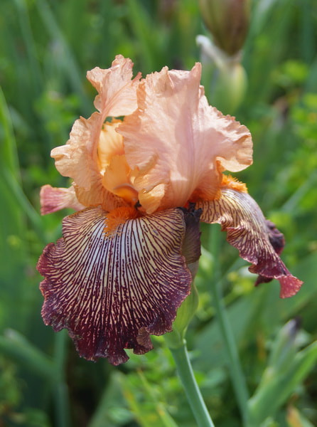 Iris 11 by Stefano Sansavini on 500px.com