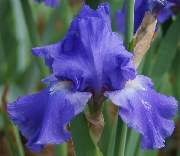 Iris 13 by Stefano Sansavini on 500px.com