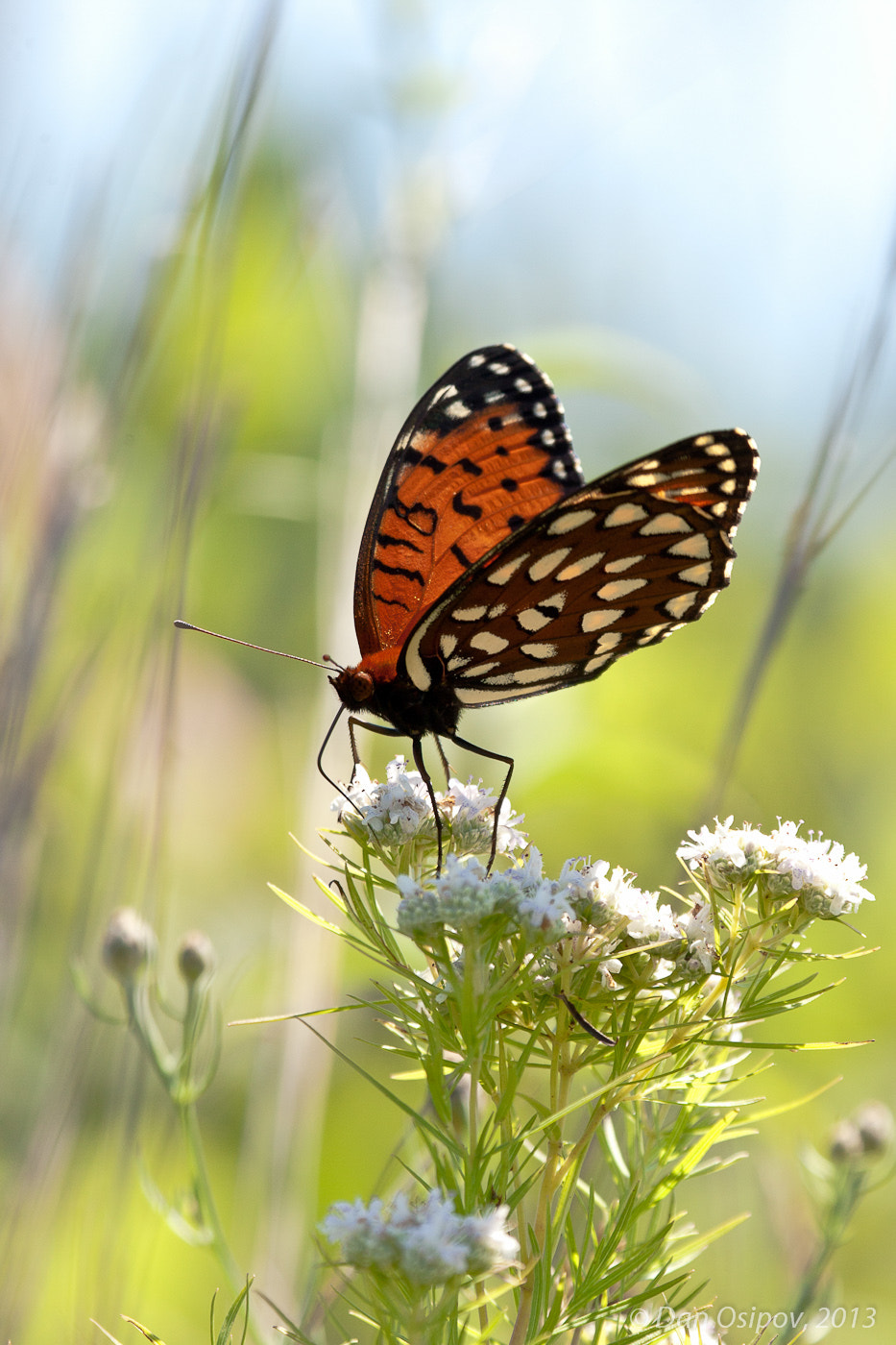 Regal Fritillary