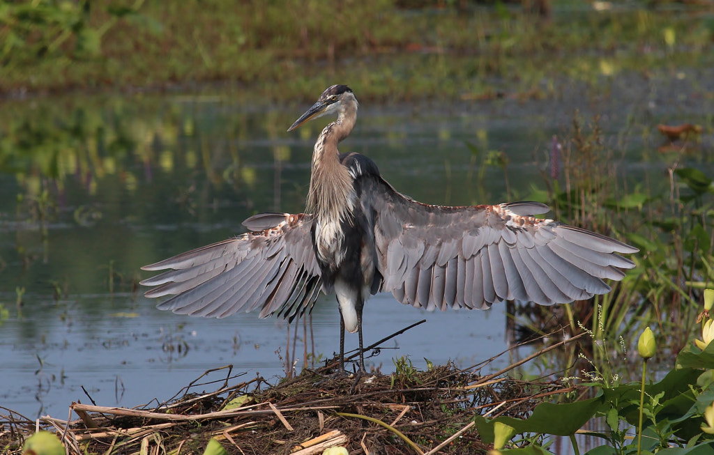 Heron Birds of Georgia: Top 10 Most Common Birds Found in Georgia: A Guide for Birdwatchers