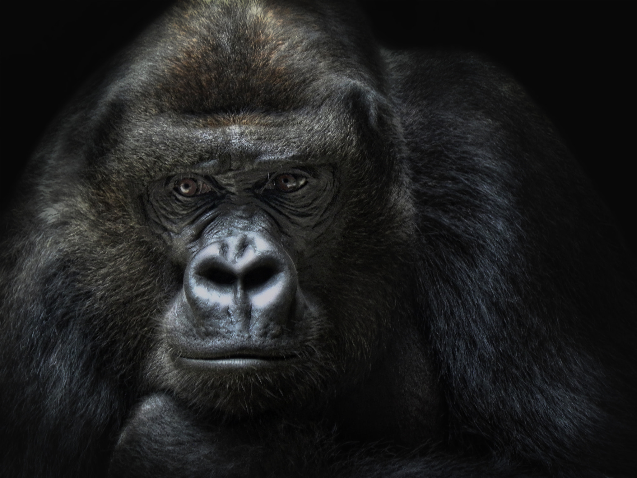 Animal Headshots curated by BaBu / 500px