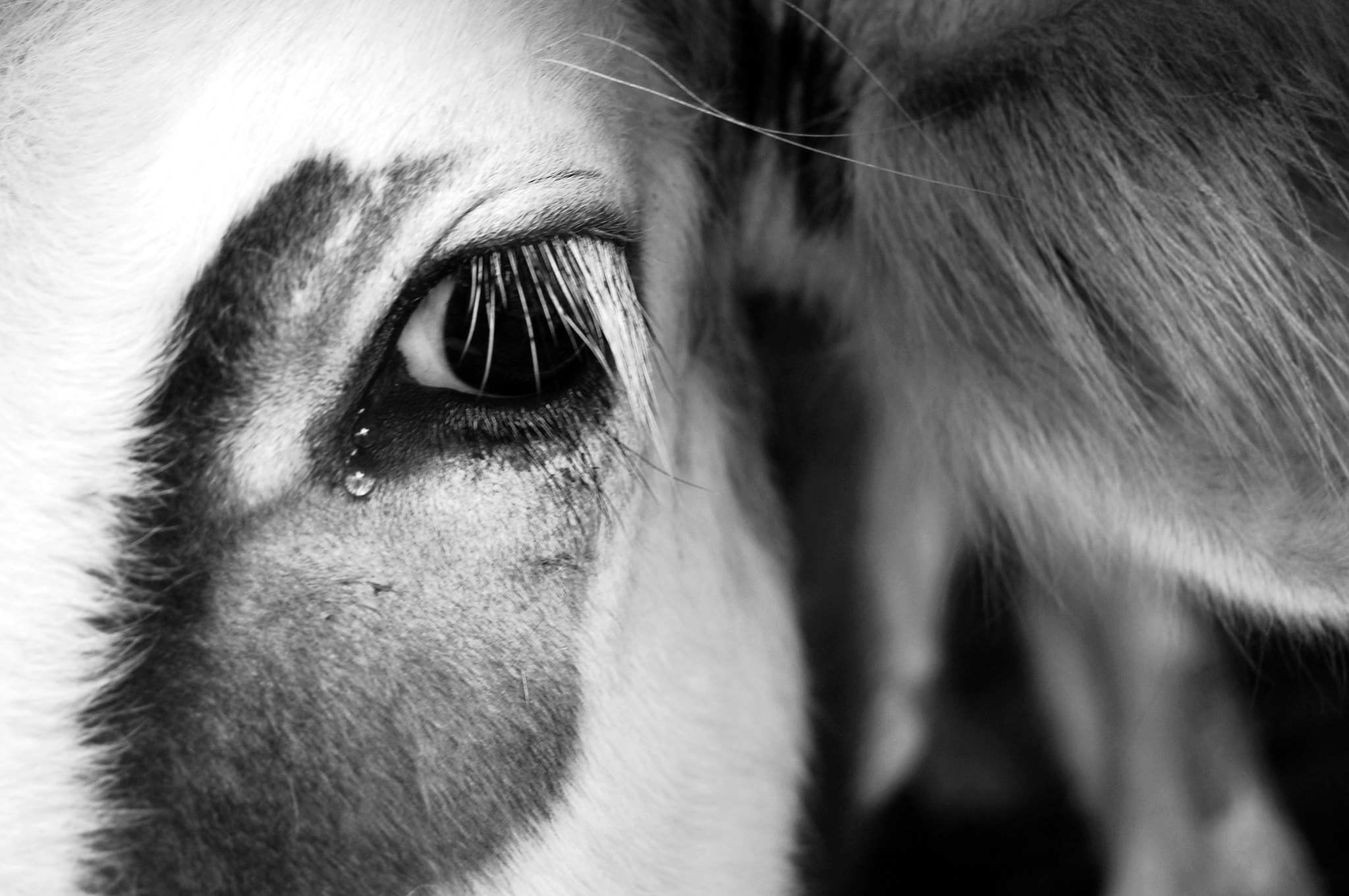 crying cow by Gandhi Murakabi Photo 3488448 / 500px