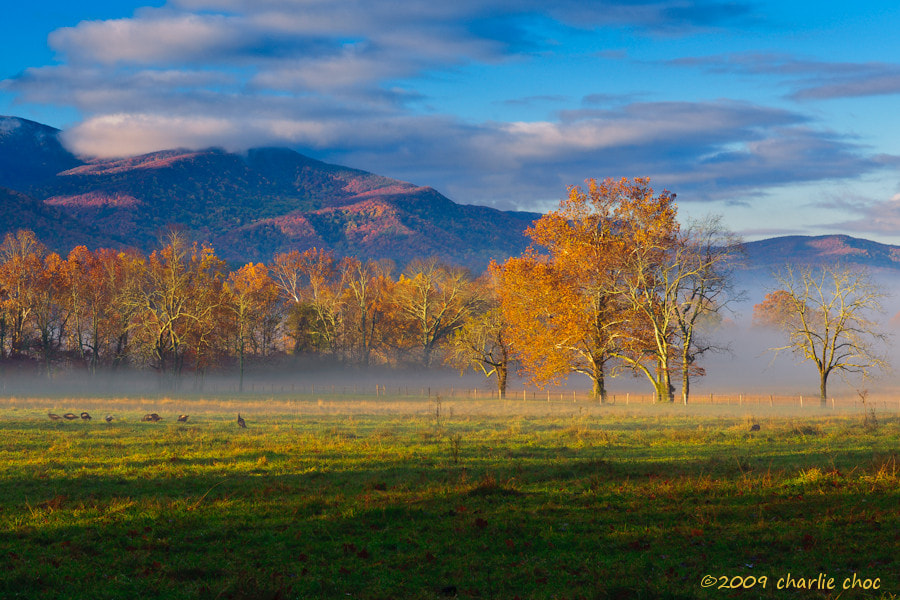 Cades Cove morning