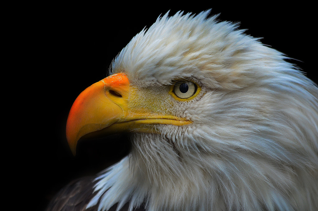 20 Interesting Facts About Eagles | Eagle Characteristics, Habitat, & Facts
