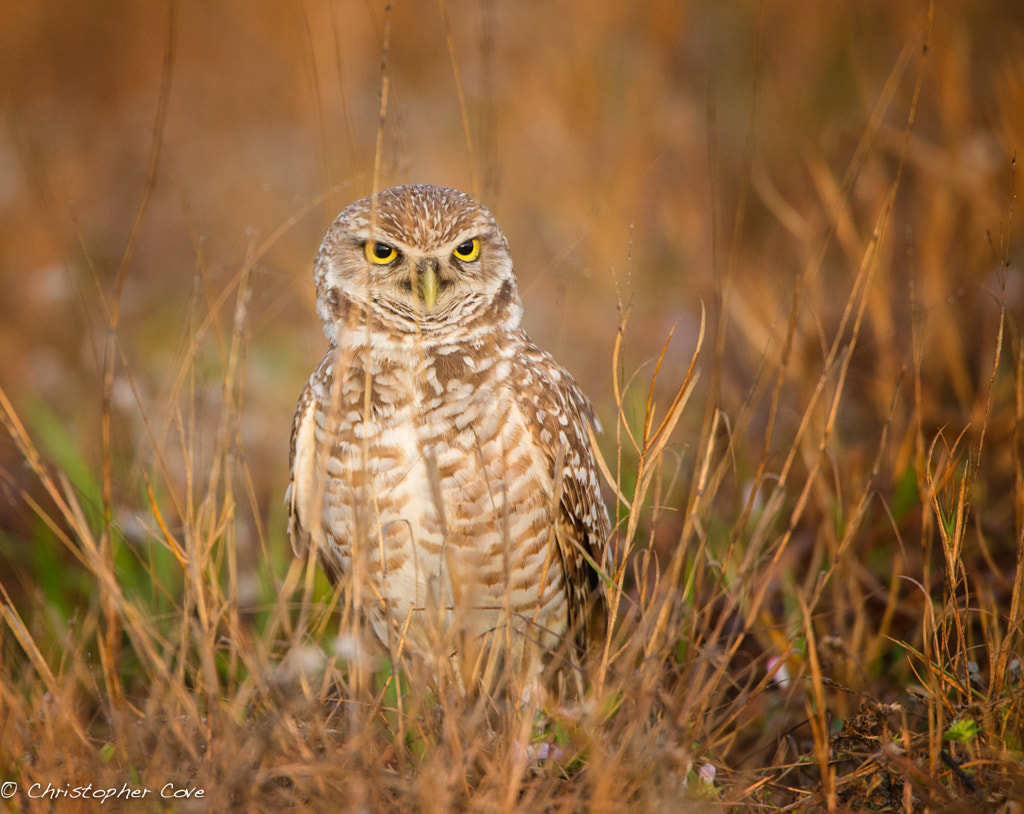 Owl in the Grass