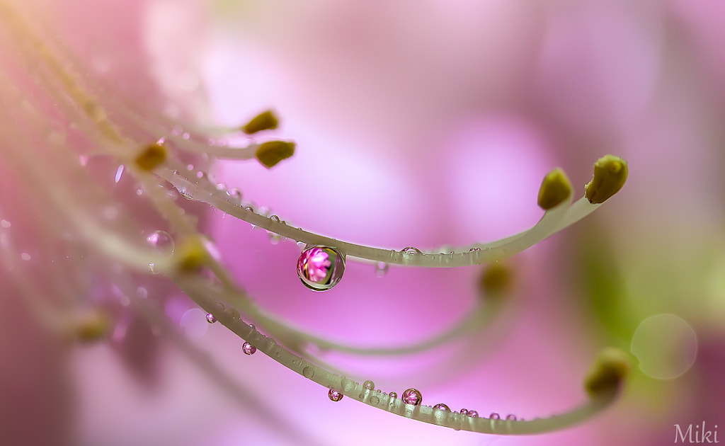 Spring Dew By Miki Asai   500px