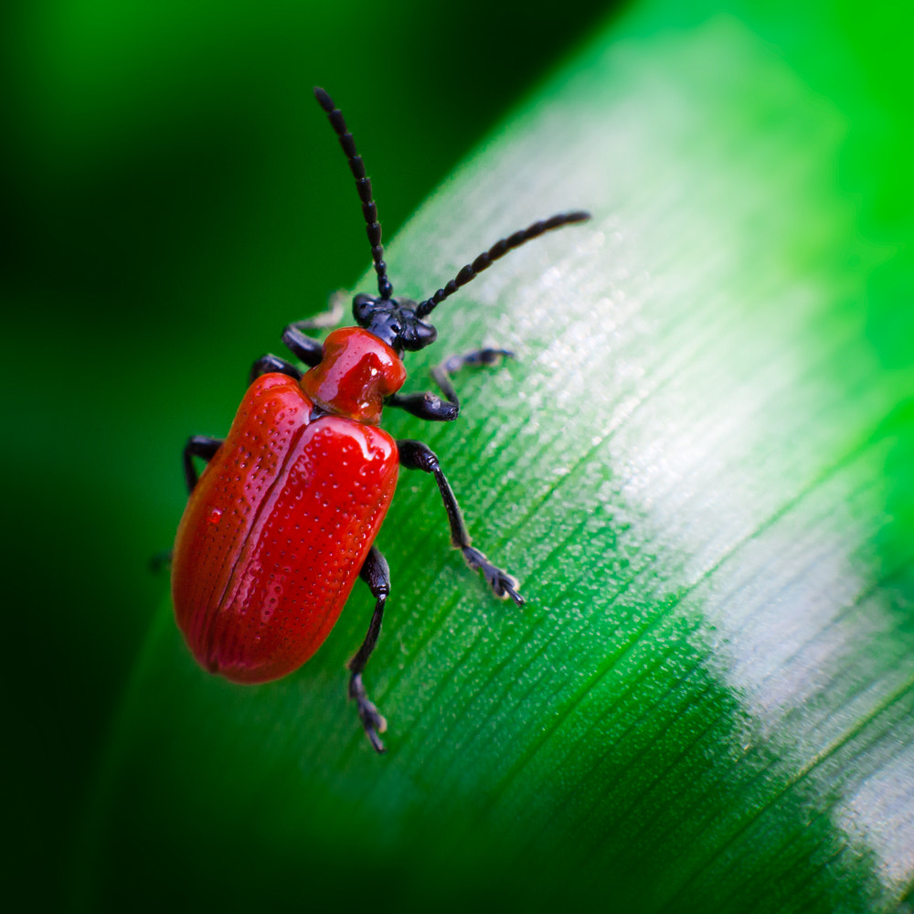 The scarlet lily beetle by Tomasz Grabowiecki / 500px