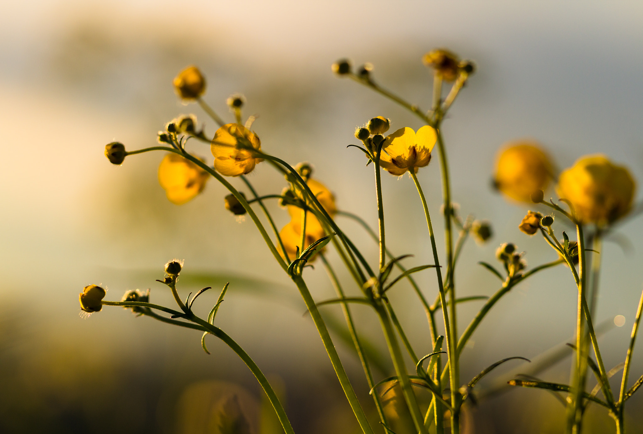 Morning Light