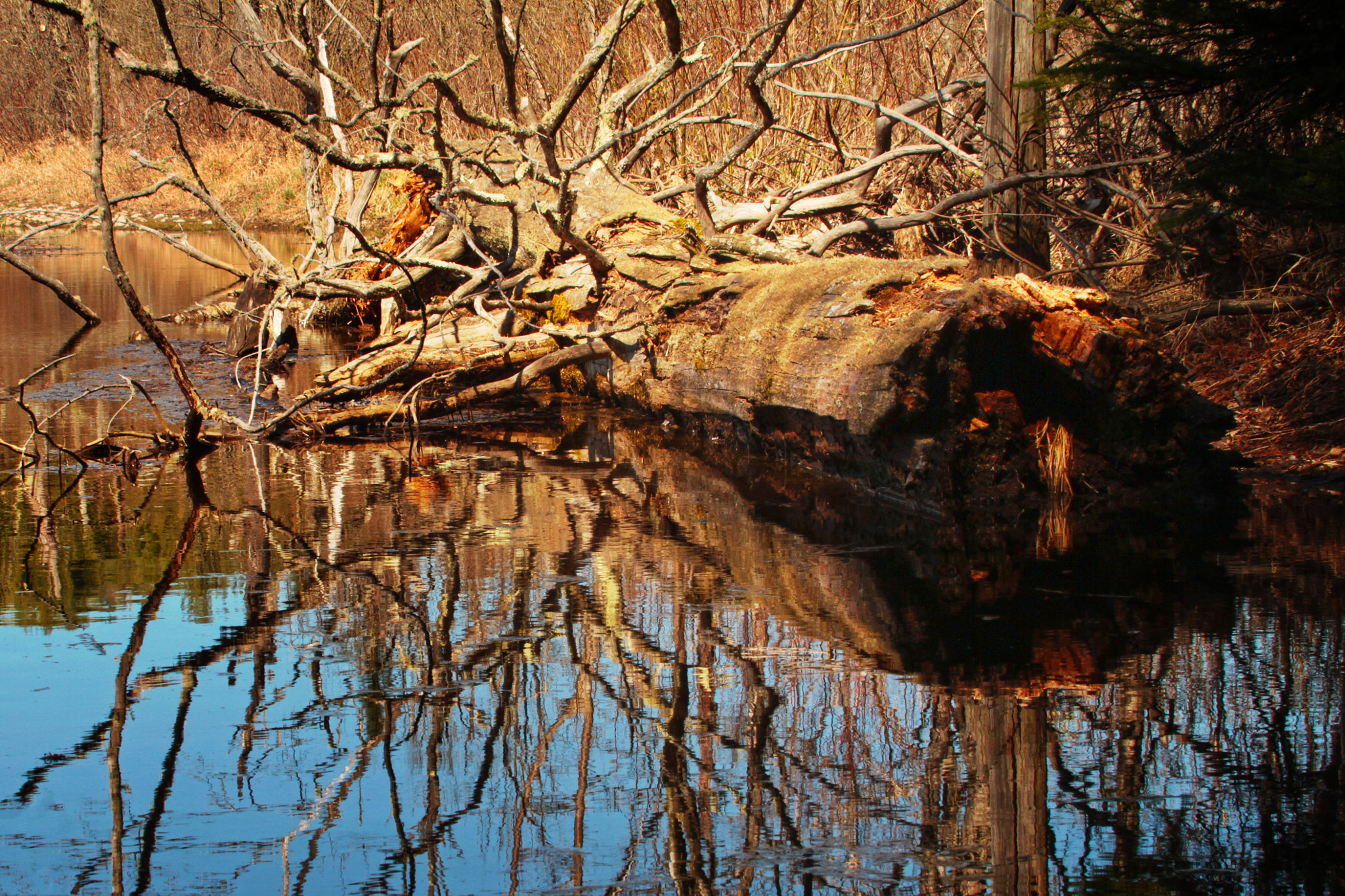 Swamp Log by Nazareth 434 Photo 35511032 / 500px