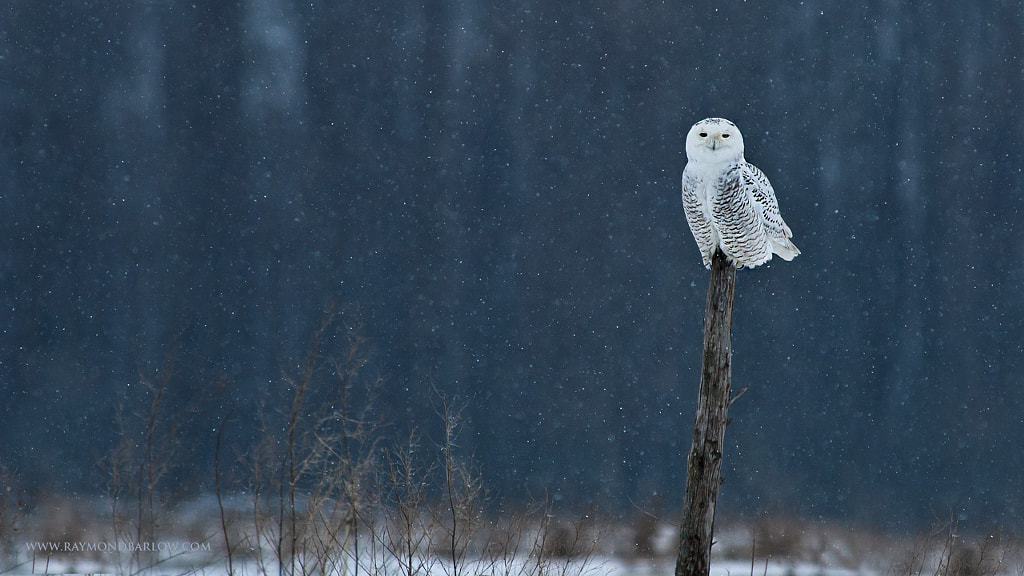 Snowy Owl  by Raymond Barlow on 500px.com