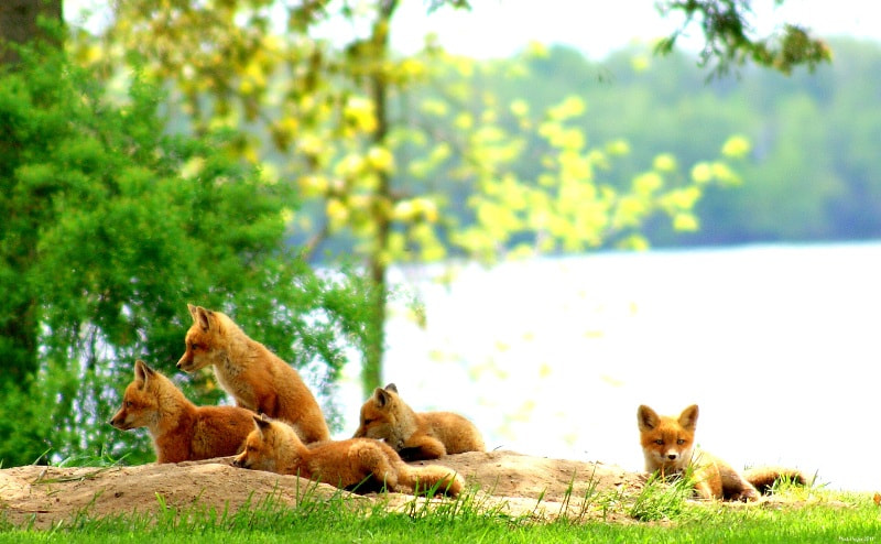 What Is A Group Of Foxes Called
