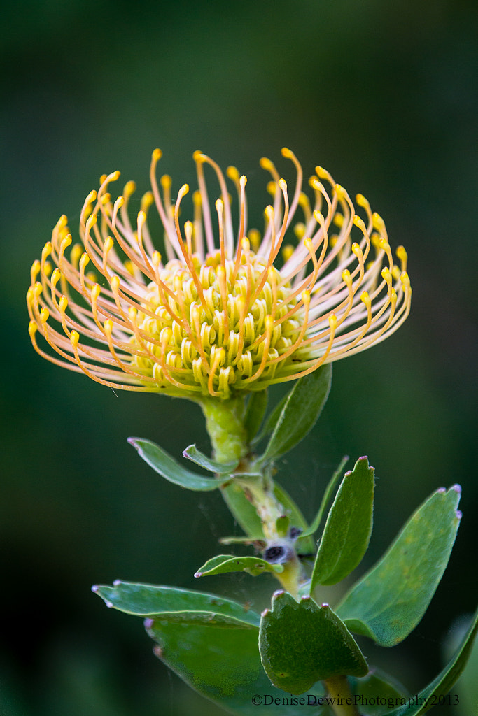 Protea Highlight by Denise Dewire / 500px