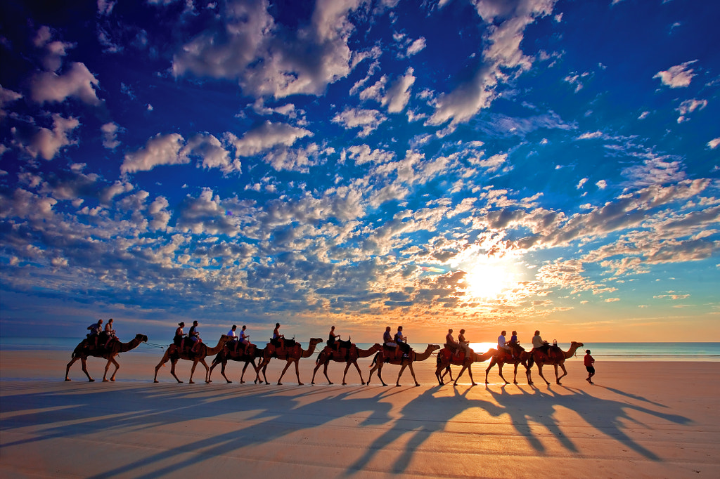 Photograph Cable Beach Camels by Wayne Bradbury on 500px
