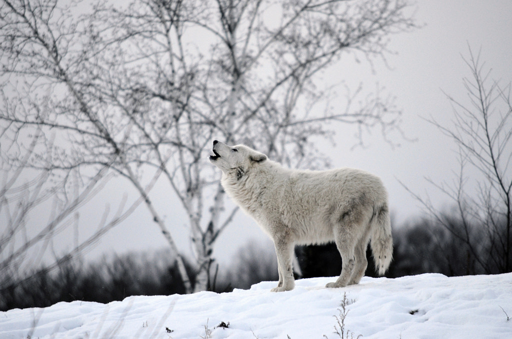 Wolf Howling At The Moon | Why Do Wolves Howl at the Moon