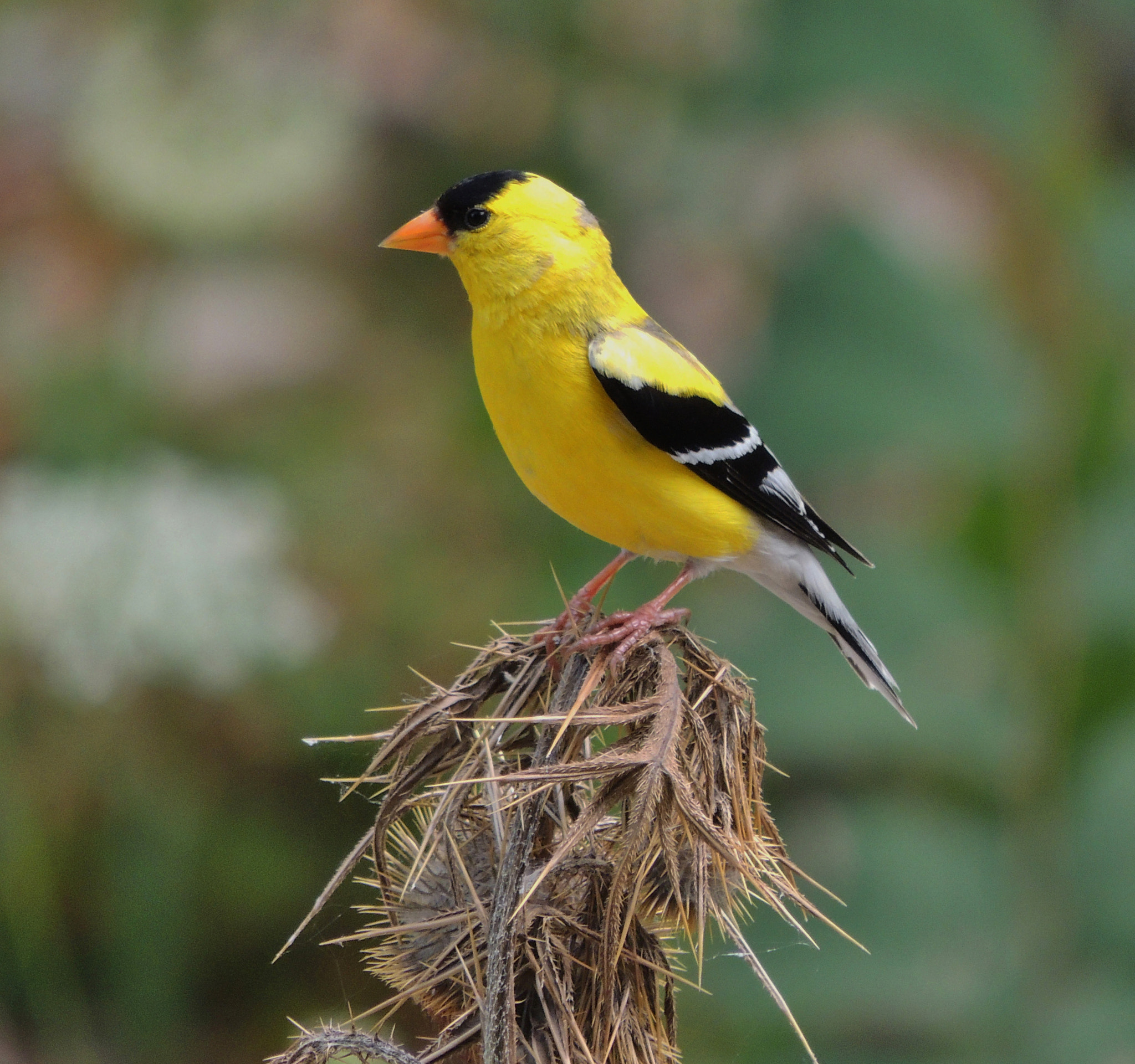 Finches In Ontario Canada