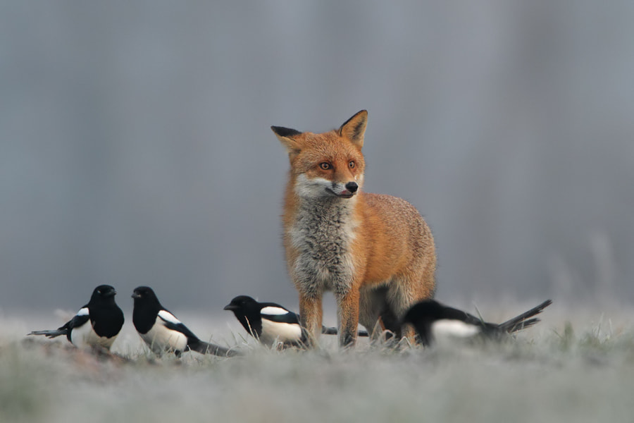 Crazy fox фото