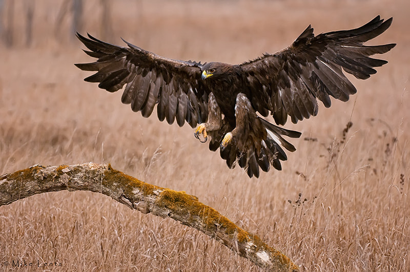 Golden Eagle landing by Mike Lentz - Photo 3609795 / 500px