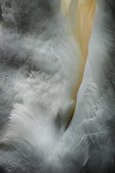 Feeding Swan by Andy Astbury on 500px.com