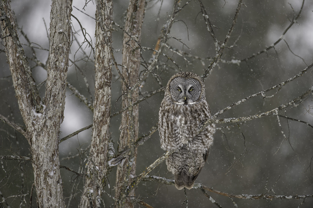 Quietly intimidating by Daniel Parent on 500px.com