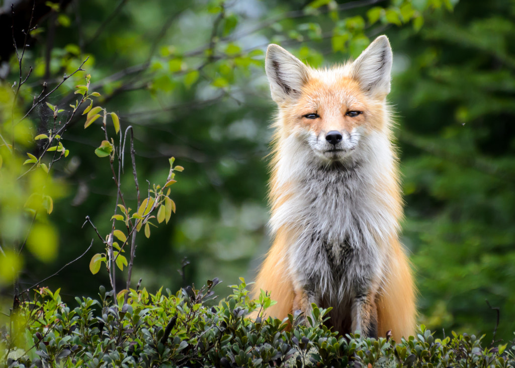 Fox by Laurens Kaldeway on 500px.com