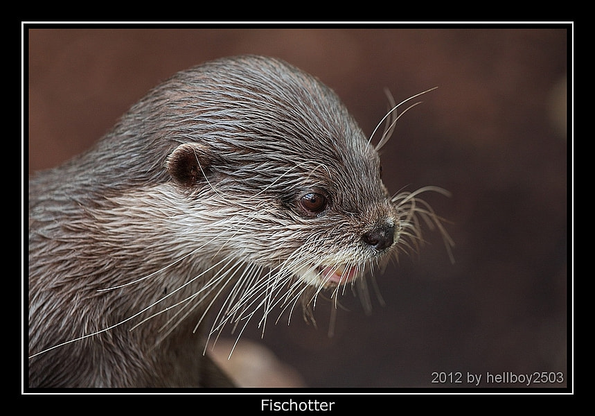 Fischotter by Jörg David Photography on 500px.com