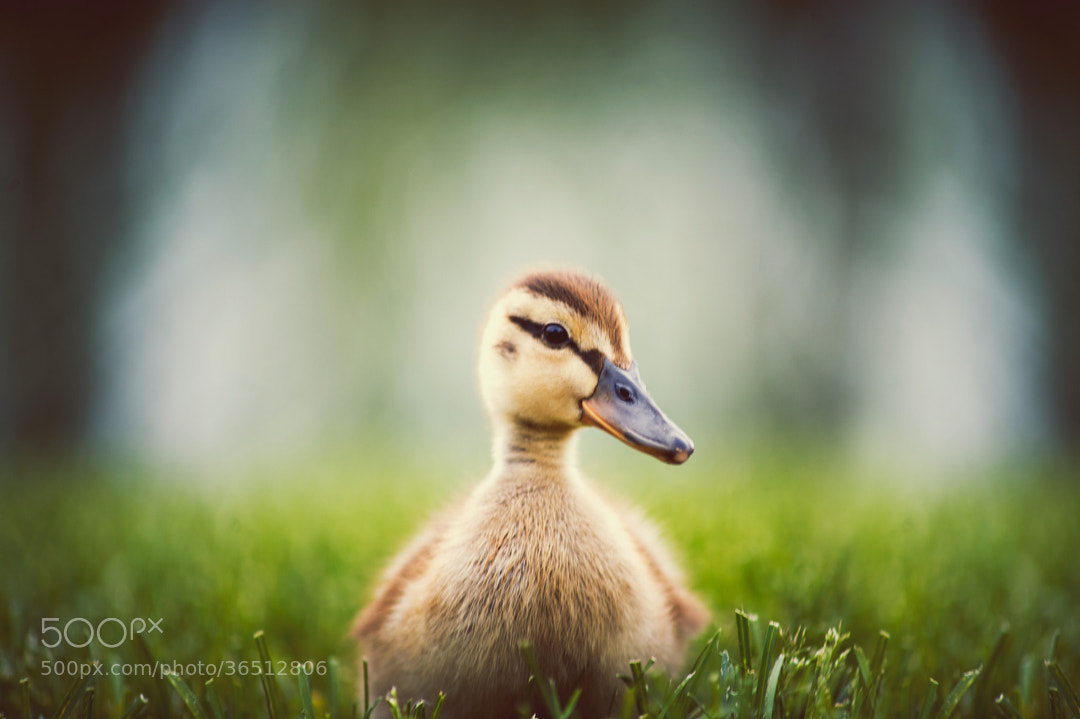 The Little Duckling by Brooke Pennington