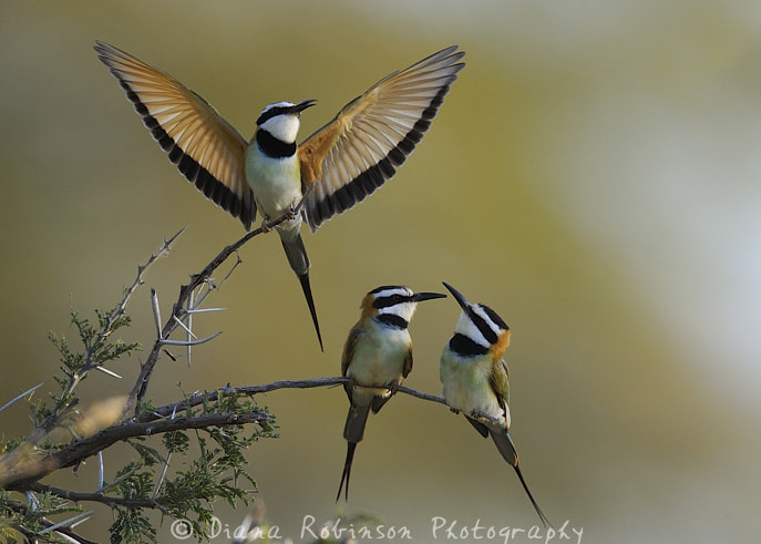 Male African Bee-Eater, Samburu, Kenya by Diana Robinson on 500px.com