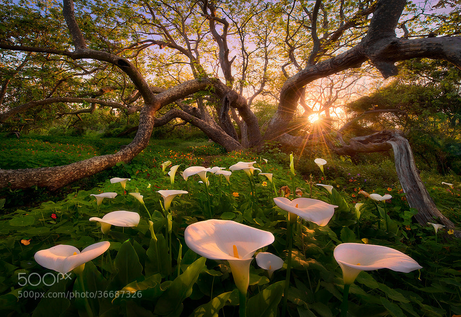 Interesting Photo of the Day: A Real-Life Garden of Eden