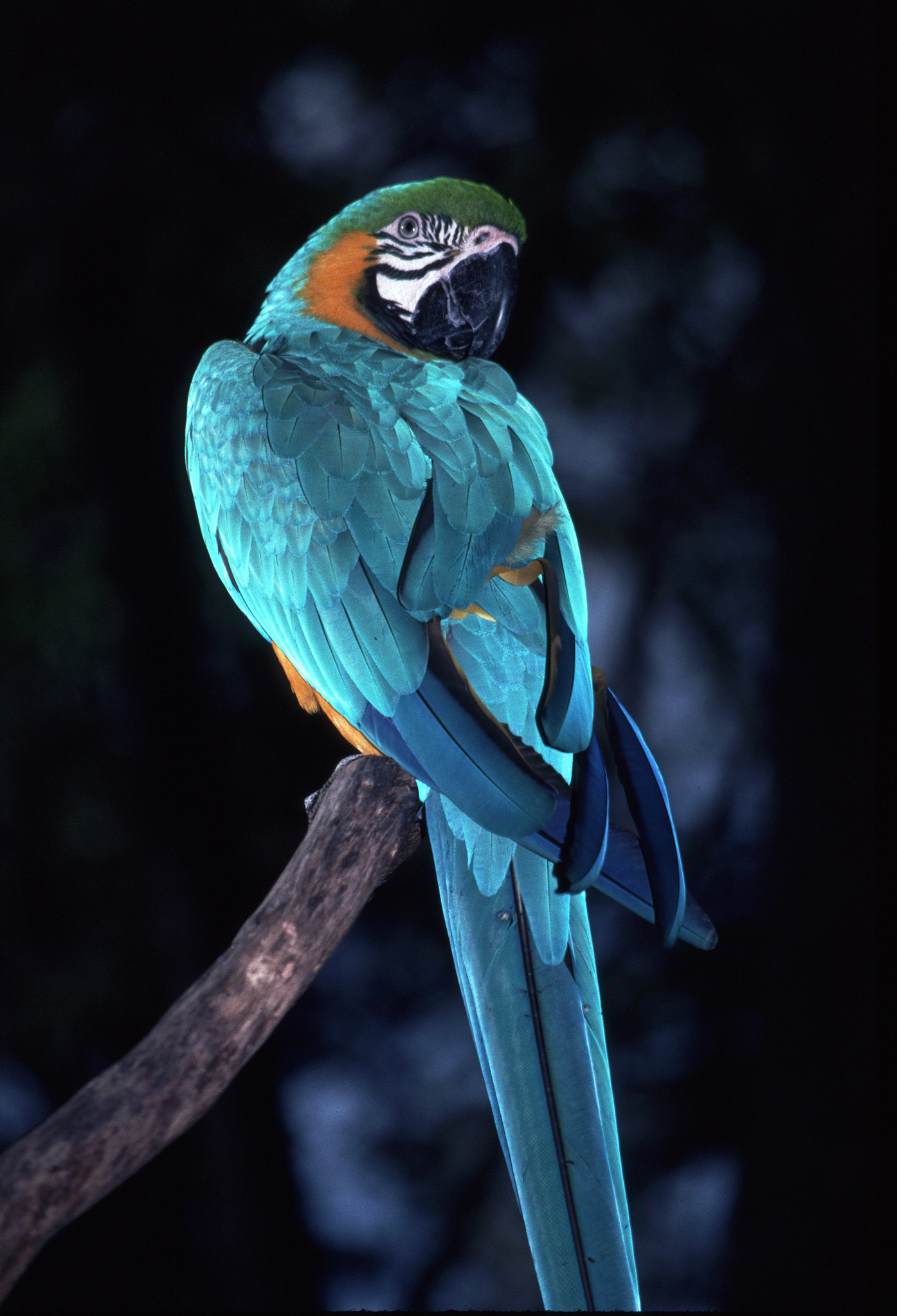 Blue & Yellow Macaw