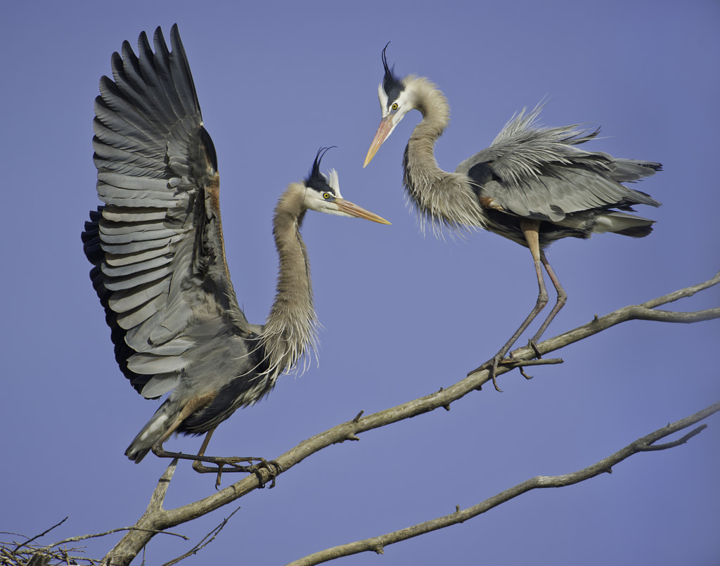 Breeding's Greeting by Daniel Parent on 500px.com