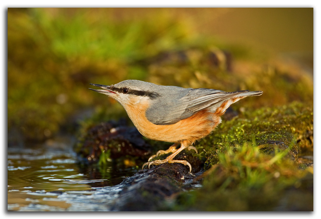 Eurasian Nuthatch by David Whistlecraft / 500px