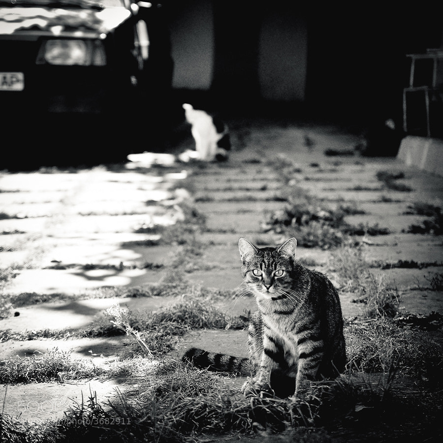 Street Smart by Vitaliy Galak