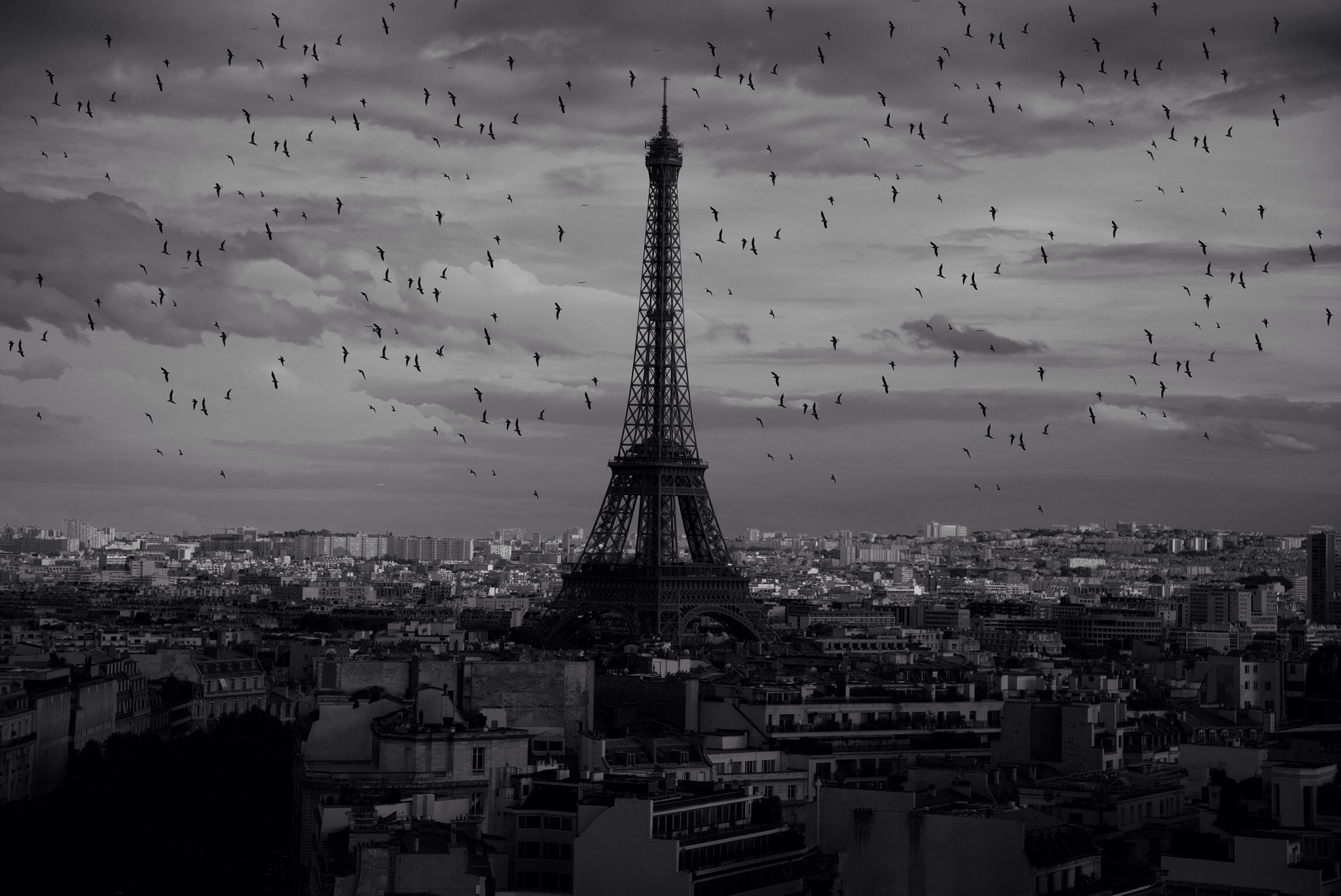 crows paris