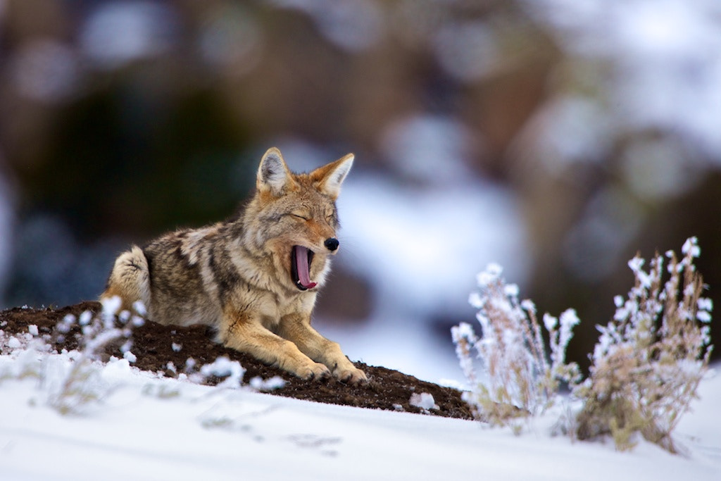 I'm Sooooooo Bored by Buck Shreck on 500px.com